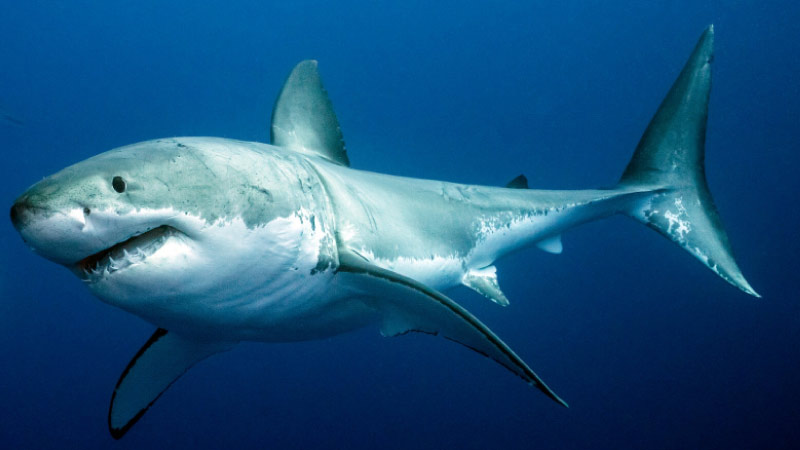 Sim du lịch Brunei 1