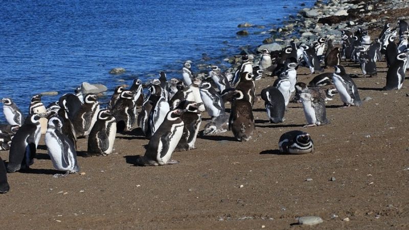 sim du lịch chile 5