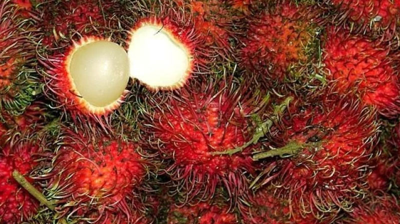 sim du lịch Costa Rica 3