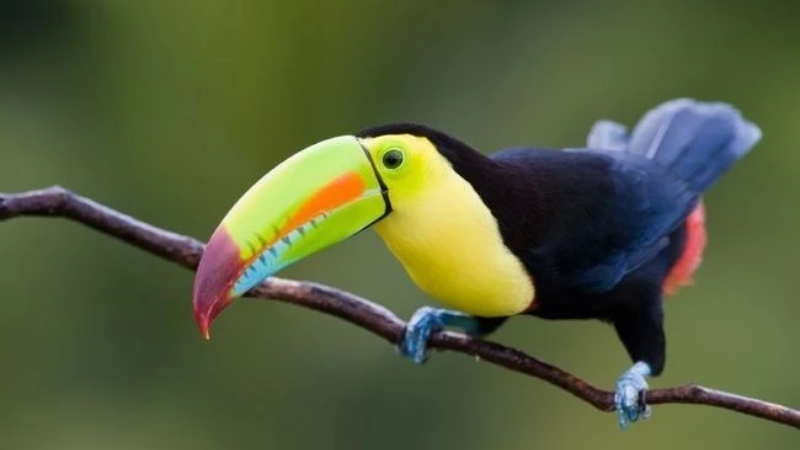 sim du lịch costa rica 4