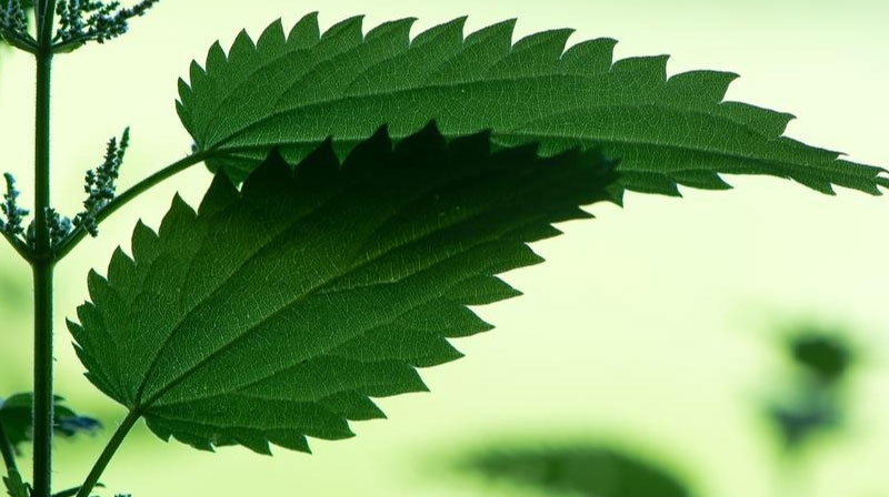 sim du lịch Ecuador 2