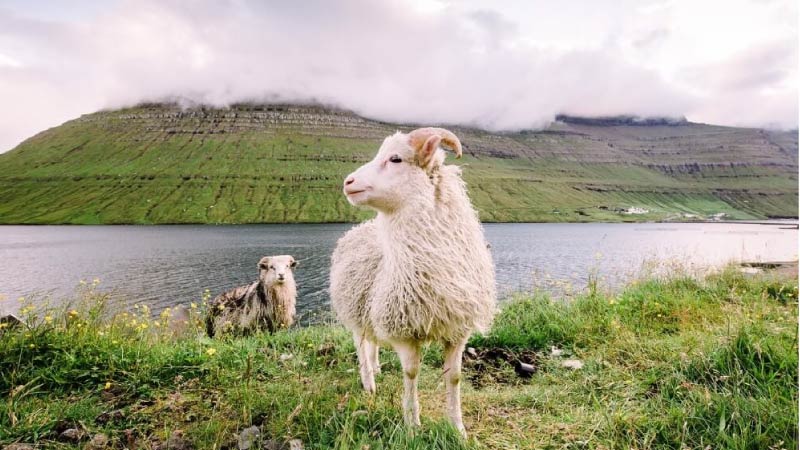 Sim du lịch Faroe Islands 4