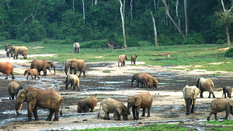  sim du lịch Gabon 1