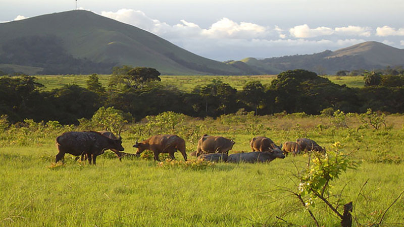 sim du lịch Gabon 2
