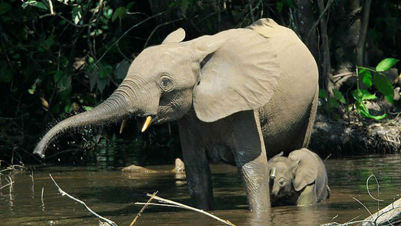 sim du lịch Gabon 3
