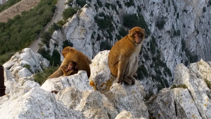 Sim du lịch Gibraltar 3