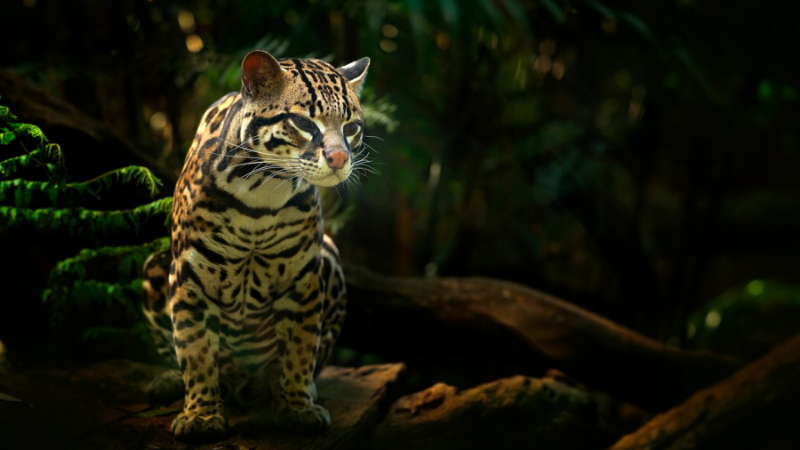 sim du lịch honduras 5