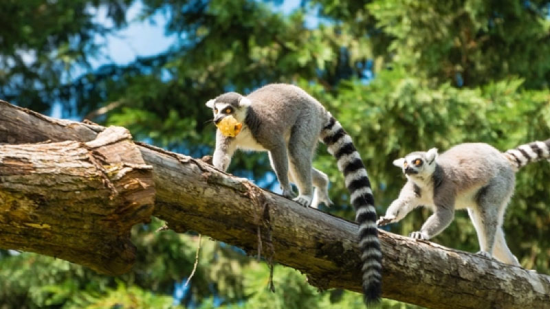 sim du lịch Madagascar Republic 3