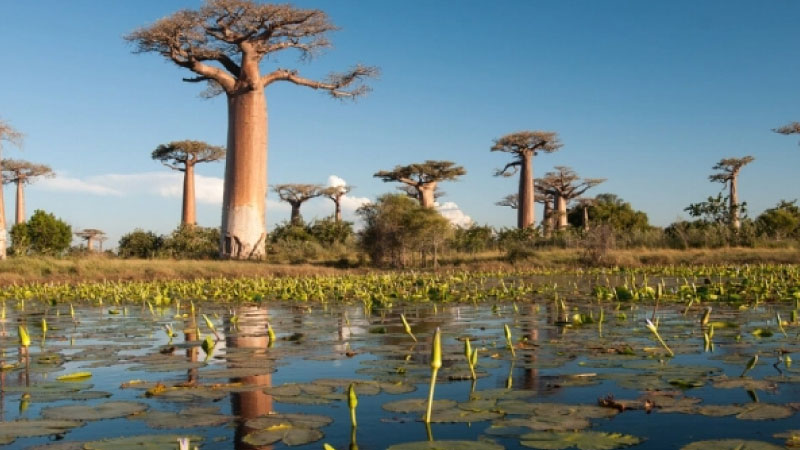 sim du lịch Madagascar Republic 4