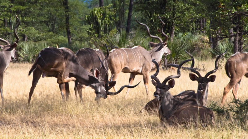 sim du lịch malawi 4
