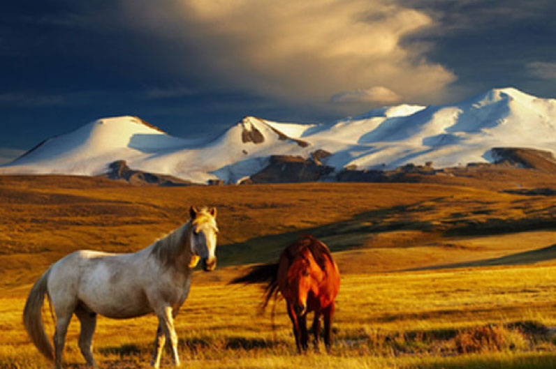 sim du lịch Mông Cổ 3