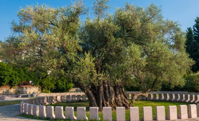 Sim du lịch Montenegro 2