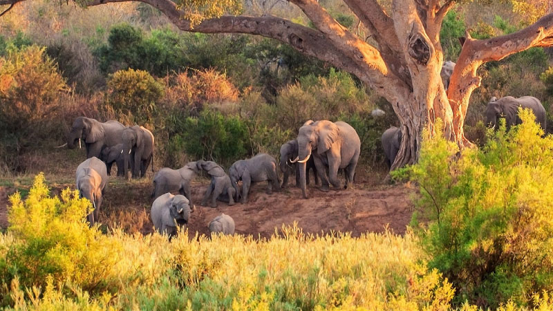 sim du lịch Nam Phi q