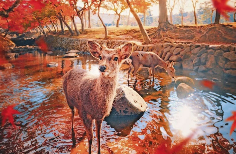 sim du lịch nhật bản 5