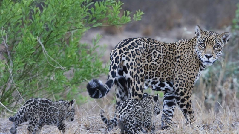 sim du lịch Paraguay 1