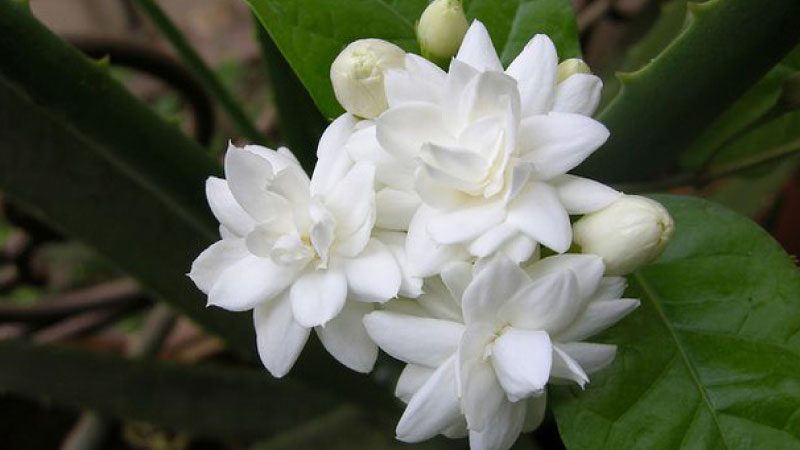 Sim du lịch Philippines 1