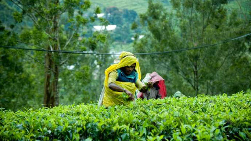 sim du lịch sri lanka 5