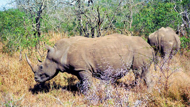 sim du lịch Swaziland 1