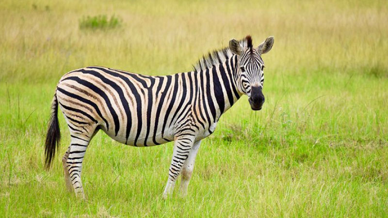 sim du lịch Swaziland 3