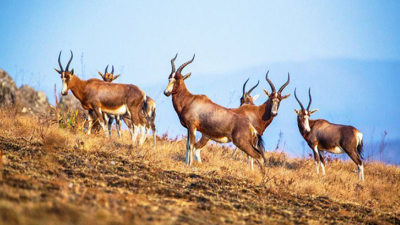 sim du lịch Swaziland 4
