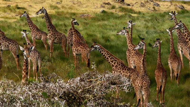 sim du lịch Tanzania 2