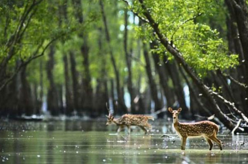 sim du lịch bangladesh 4
