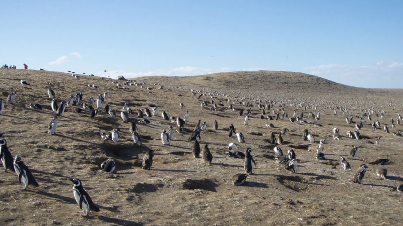 sim du lịch chile 5