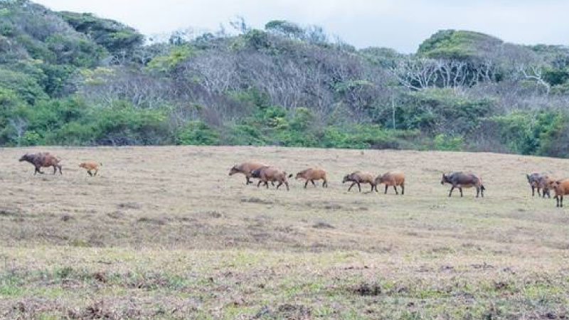 sim du lịch gabon 4