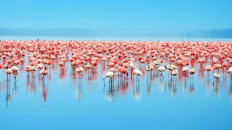 sim du lịch Kenya 2