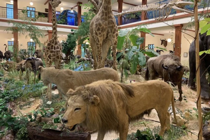 sim du lịch kuwait 1