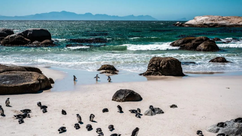 sim du lịch Nam Phi 1