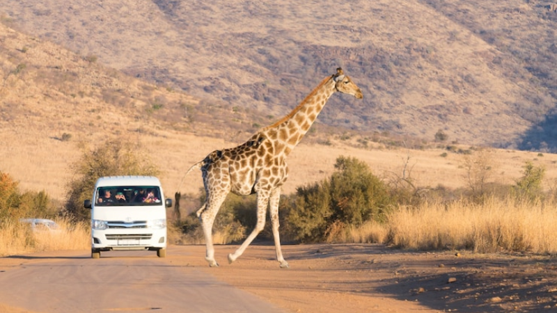 sim du lịch nam phi 4