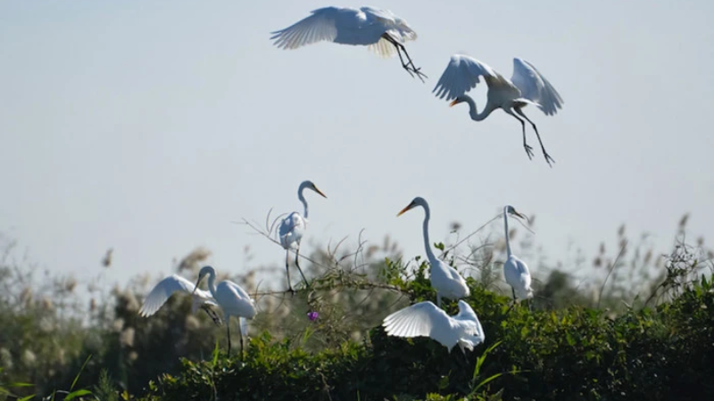 sim du lịch senegal 5