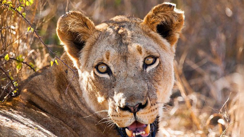 sim du lịch Swaziland 5