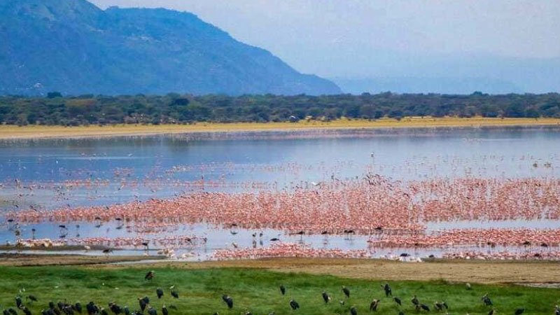 sim du lịch Tanzania 1