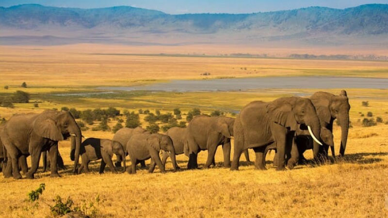 sim du lịch Tanzania 2