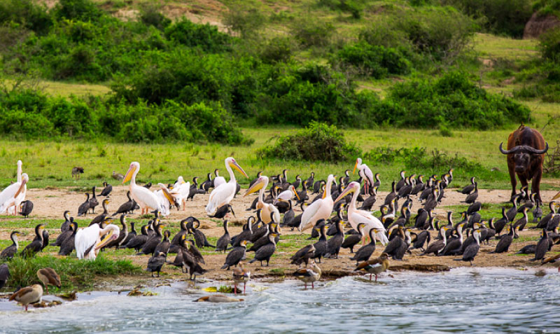 sim du lịch Uganda 1