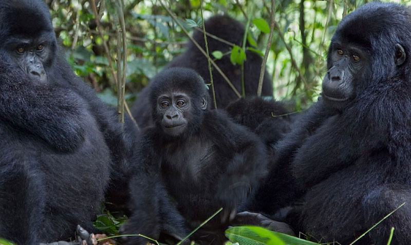 sim du lịch Uganda 3