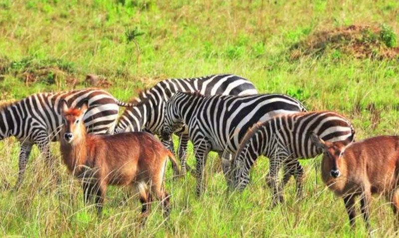 sim du lịch Uganda 4